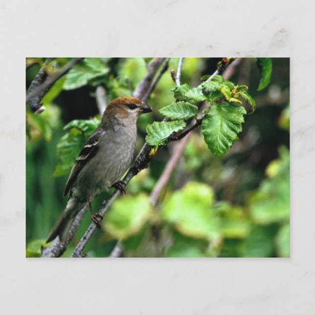 Cartão Postal Pine Grosbeak (Frente)