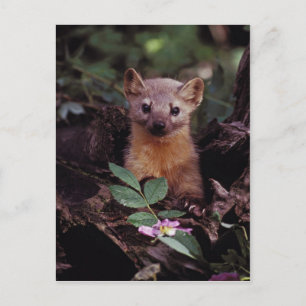Cartão Postal Pine Marten