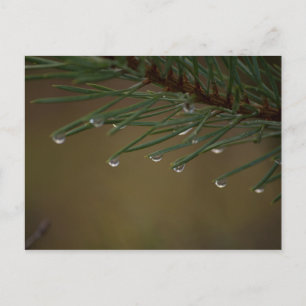 Cartão Postal Pine Tree Drops
