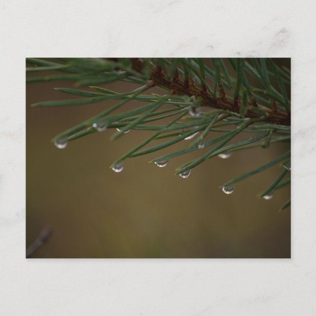 Cartão Postal Pine Tree Drops (Frente)