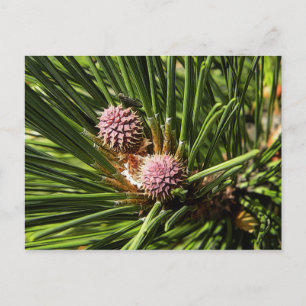 Cartão Postal Pineflower