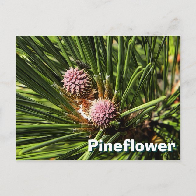 Cartão Postal Pineflower (Frente)