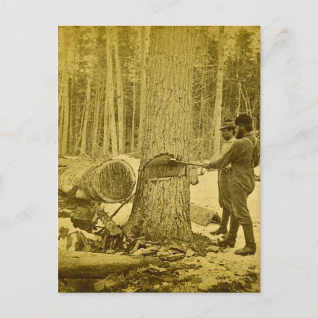 Cartão Postal Pinerias dos Irmãos Goodridge de Michigan Saginaw  (Frente)