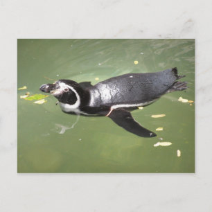 Cartão Postal Pinguim