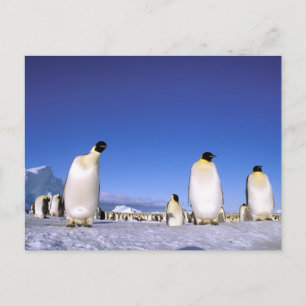 Cartão Postal Pinguim   Antártida, Península Antártica