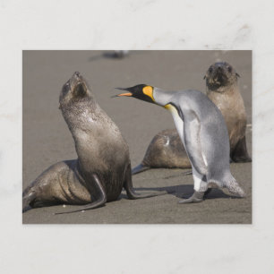 Cartão Postal Pinguim Contando Antártida, Ilha da Geórgia do S