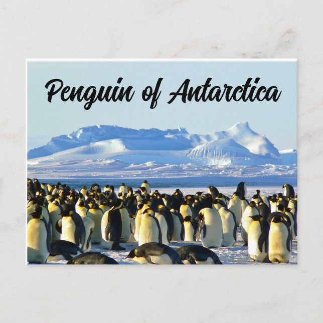 Cartão Postal Pinguim da Antártida (Frente)