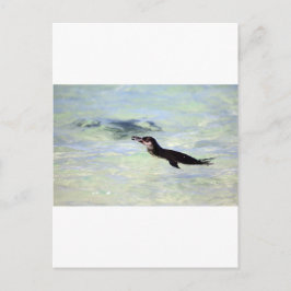 Cartão Postal Pinguim-das-Galápagos nadando