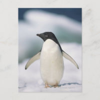 Pinguim-de-adélia, close-up