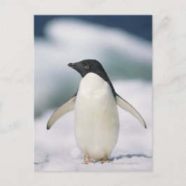 Cartão Postal Pinguim-de-adélia, close-up