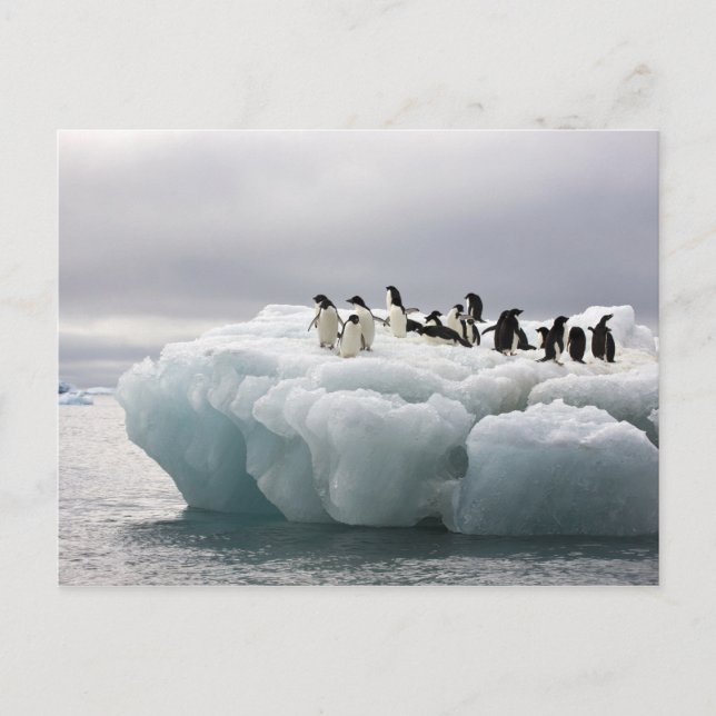 Cartão Postal Pinguim-de-adélia (Pygoscelis adeliae), (Frente)