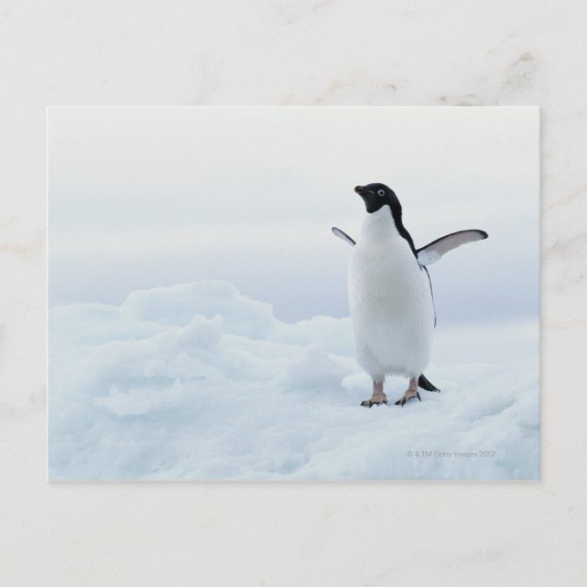 Cartão Postal Pinguim de Adelie, a Antártica (Frente)