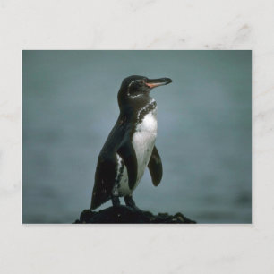 Cartão Postal Pinguim De Galápagos Na Rocha De Lava