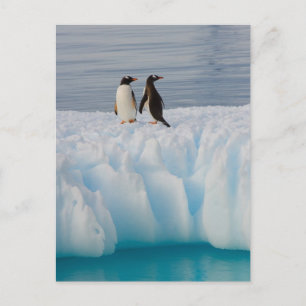 Cartão Postal pingüim-de-gentoo, Pygoscelis Papua, no gelo glaci