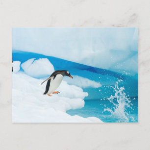 Cartão Postal pinguim-de-gentoo, Pygoscelis Papua, saltando