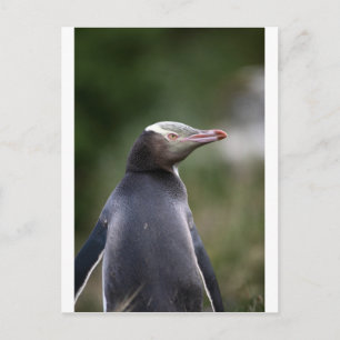 Cartão Postal Pinguim-de-olho-amarelo na Nova Zelândia