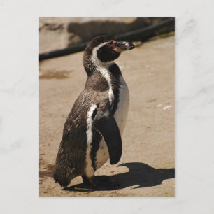 Cartão Postal Pinguim em Blairdrummond