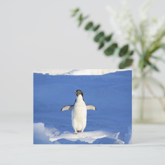 Cartão Postal Pinguim engraçado na foto do gelo (Em pé/Frente)