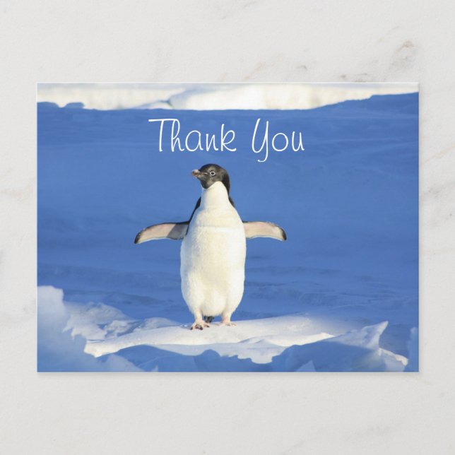 Cartão Postal Pinguim Engraçado Obrigado (Frente)