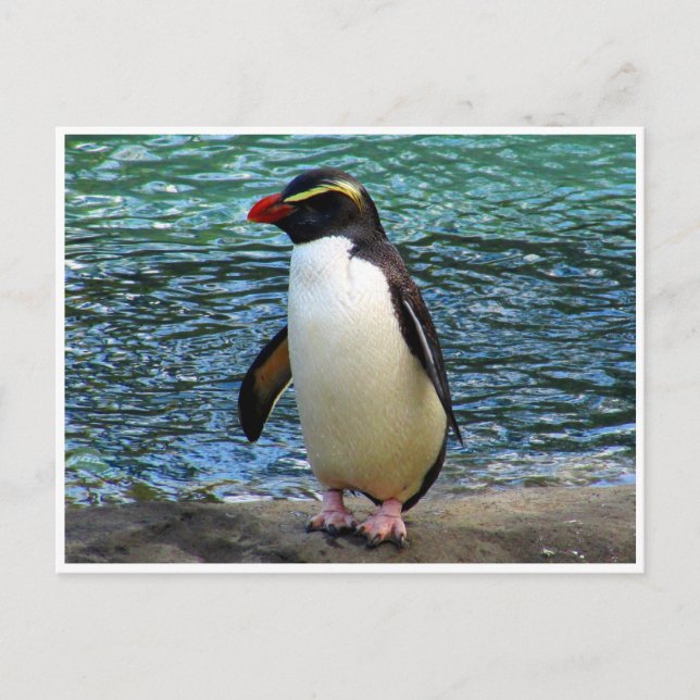 Cartão Postal pinguim fiordland (Frente)