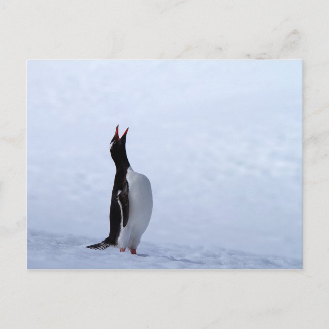 Cartão Postal Pinguim Gentoo (Frente)