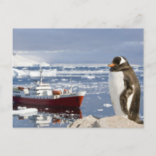 Cartão Postal Pinguim-gentoo