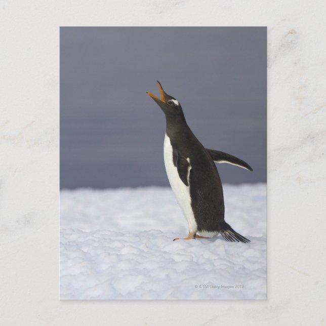 Cartão Postal Pinguim Gentoo (Pygoscelis papua) (Frente)