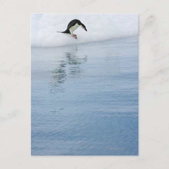 Cartão Postal Pinguim Gentoo (Pygoscelis papua) (Frente)