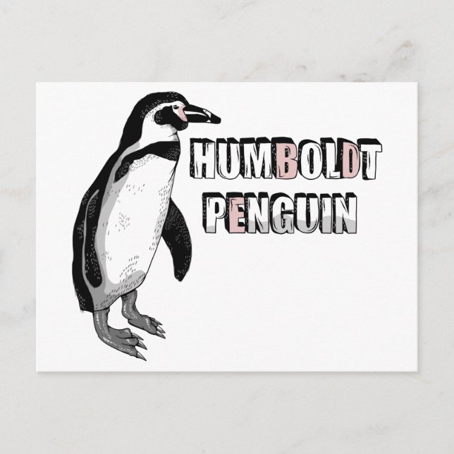 Cartão Postal Pinguim Humboldt (Frente)