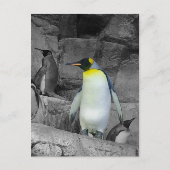 Cartão Postal Pinguim-imperador (Frente)