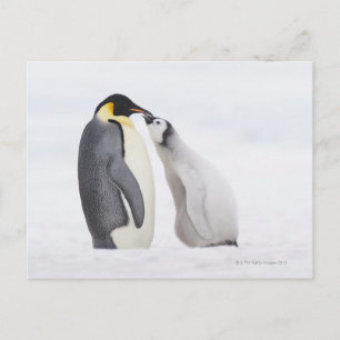 Cartão Postal Pinguim imperador (Aptenodytes forsteri), pintinho