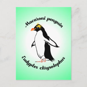 Cartão Postal Pinguim Macarrão Fofo