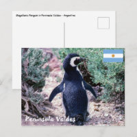Pinguim Magalhães em Península Valdes - Argentina