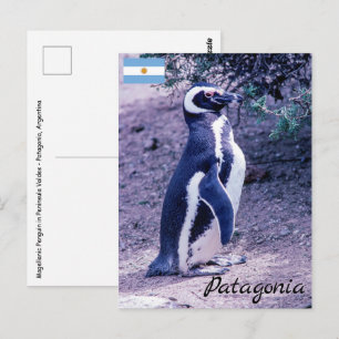 Cartão Postal Pinguim Magalhães em Península Valdes - Patagôn