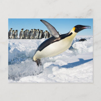Cartão Postal Pinguim na Antártica pulando da Água