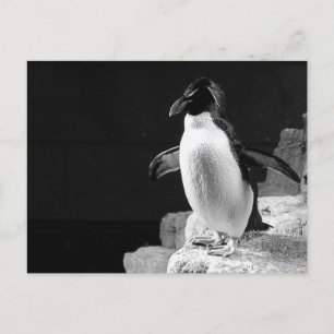 Cartão Postal Pinguim na foto em preto e branco em destaque