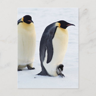 Cartão Postal Pinguim-Pássaro Gelo Congelado Inverno