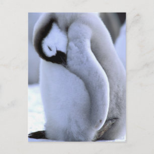 Cartão Postal Pinguim   Península Antártica, Mar de Weddell
