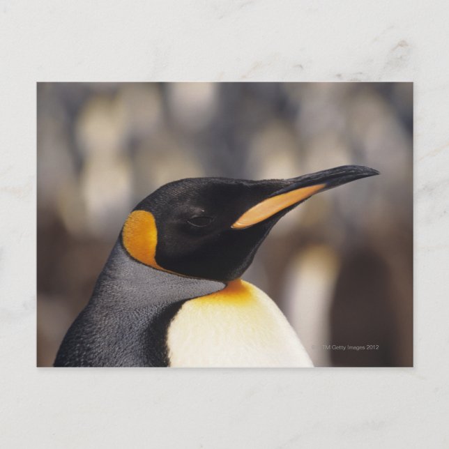 Cartão Postal Pinguim-rei (Aptenodytes patagonicus) (Frente)