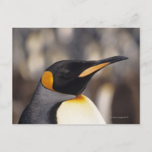 Cartão Postal Pinguim-rei (Aptenodytes patagonicus)