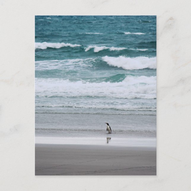 Cartão Postal Pinguim retornando do oceano (Frente)