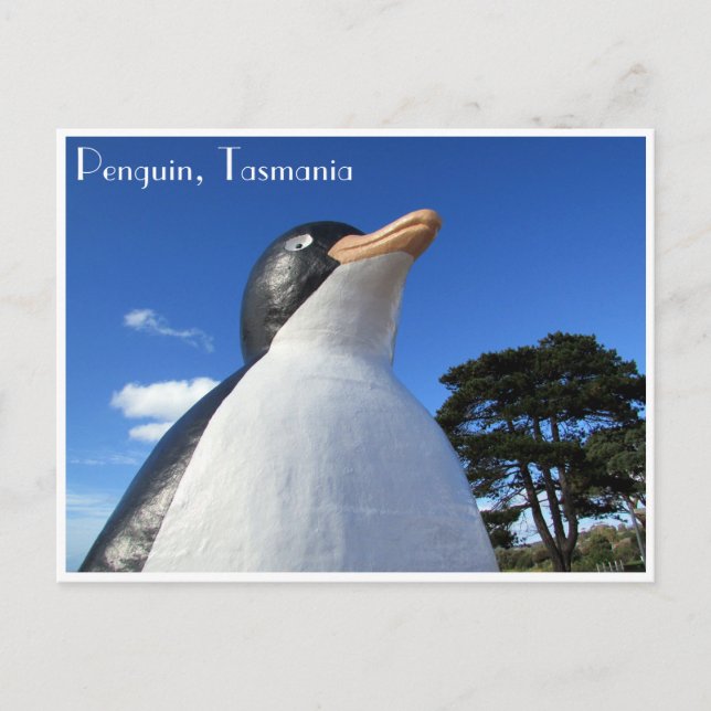 Cartão Postal pinguim tasmania (Frente)