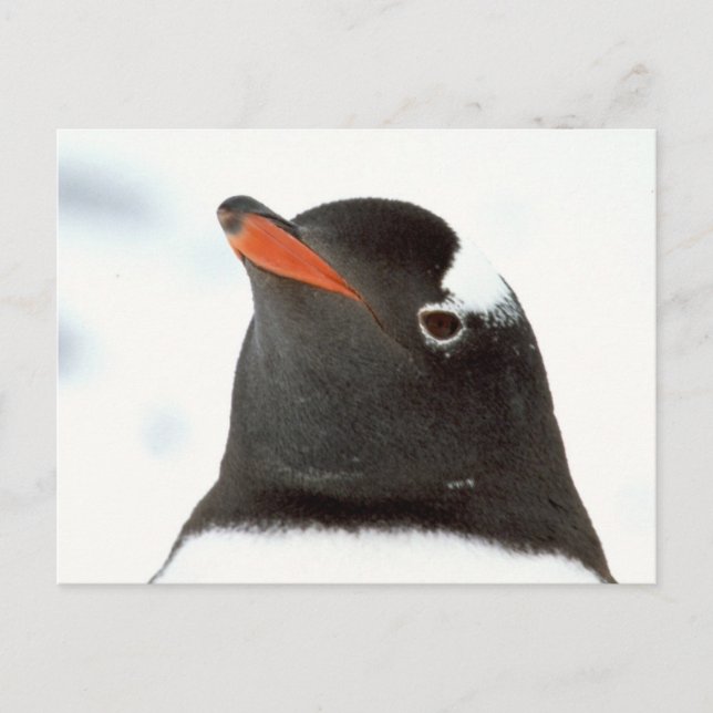 Cartão Postal Pinguim-tástico (Frente)