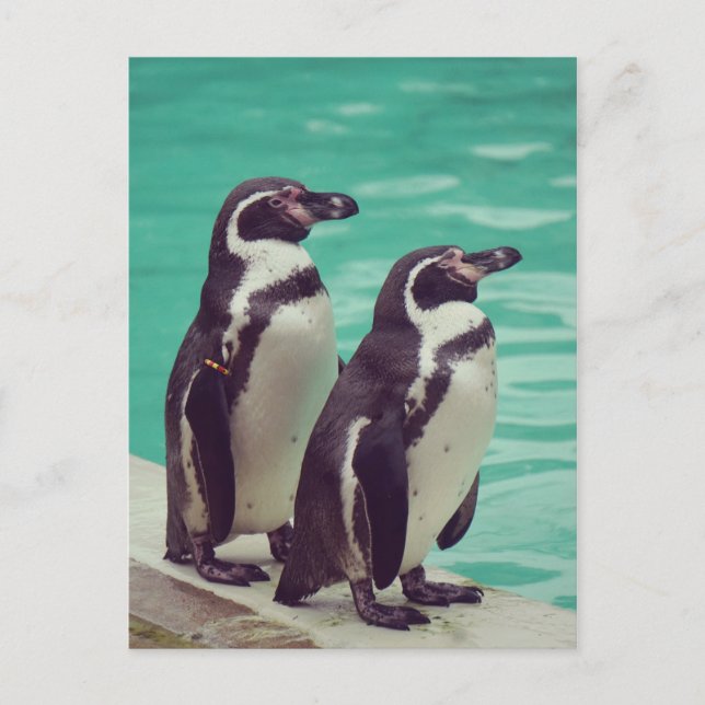 Cartão Postal Pinguins (Frente)