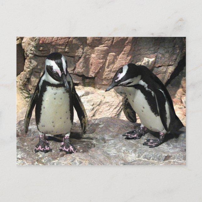 Cartão Postal Pinguins (Frente)
