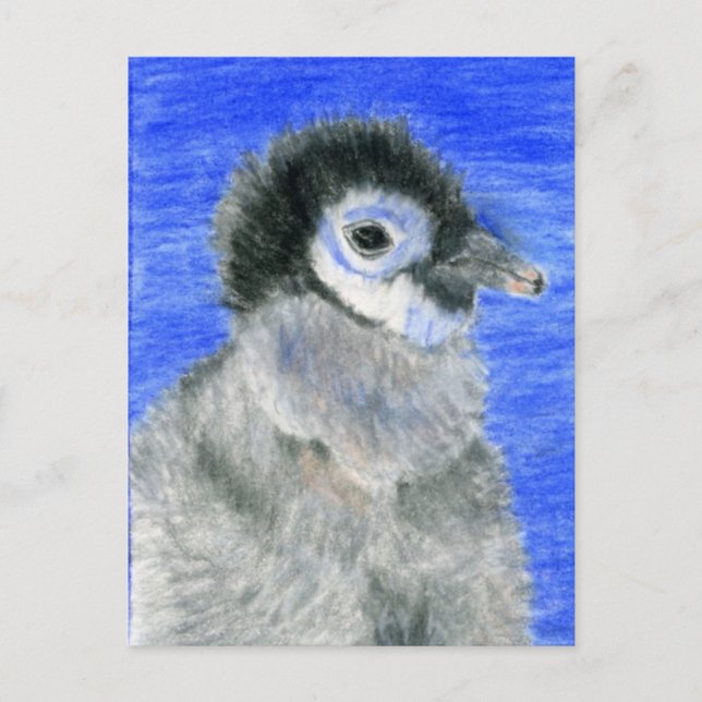 Cartão Postal Pinguins (Frente)