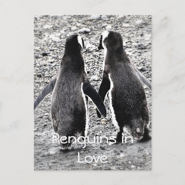 Cartão Postal Pinguins Apaixonados (Frente)