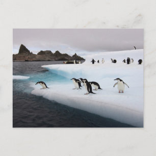 Cartão Postal Pinguins Chinstrap