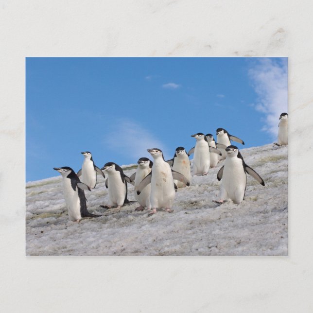 Cartão Postal Pinguins Chinstrap | Pygoscelis Antártica (Frente)