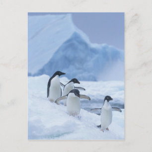 Cartão Postal Pinguins-de-adélia (Pygoscelis adeliae) no gelo,